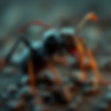 Benefits of Using Ant Mining Applications Benefits of using ant mining applications